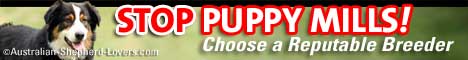 STOP PUPPY MILLS! Choose a Reputable Breeder - Australian-Shepherd-Lovers.com - All About Your Favorite Breed. Information and resources featuring sections on Australian Shepherd history, health, genetics, temperament, training and agility with directories of rescue organizatons and breeders.